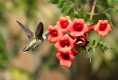 Photography of Bob Timmerman